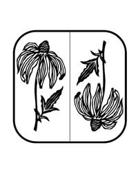 22-0799 - PNE - Rudbeckia
