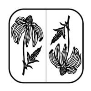 22-0799 - PNE - Rudbeckia